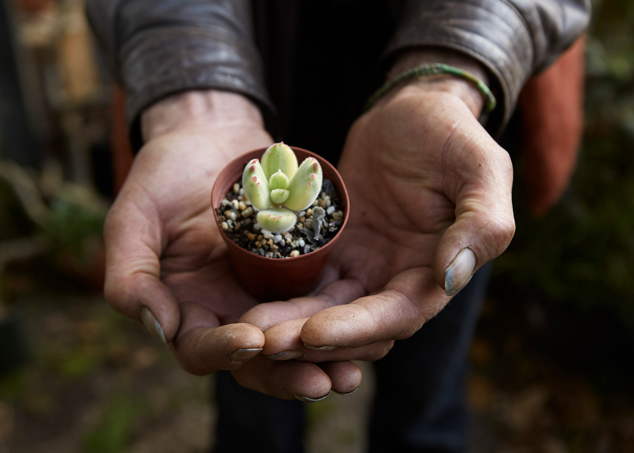Cactus_Flower